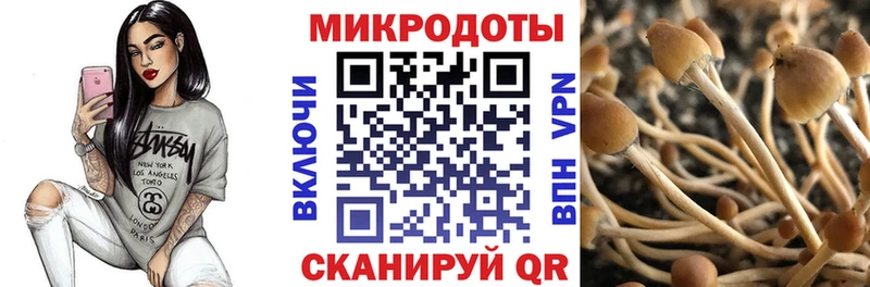 наркота  Пролетарск  Галлюциногенные грибы Psilocybe 
